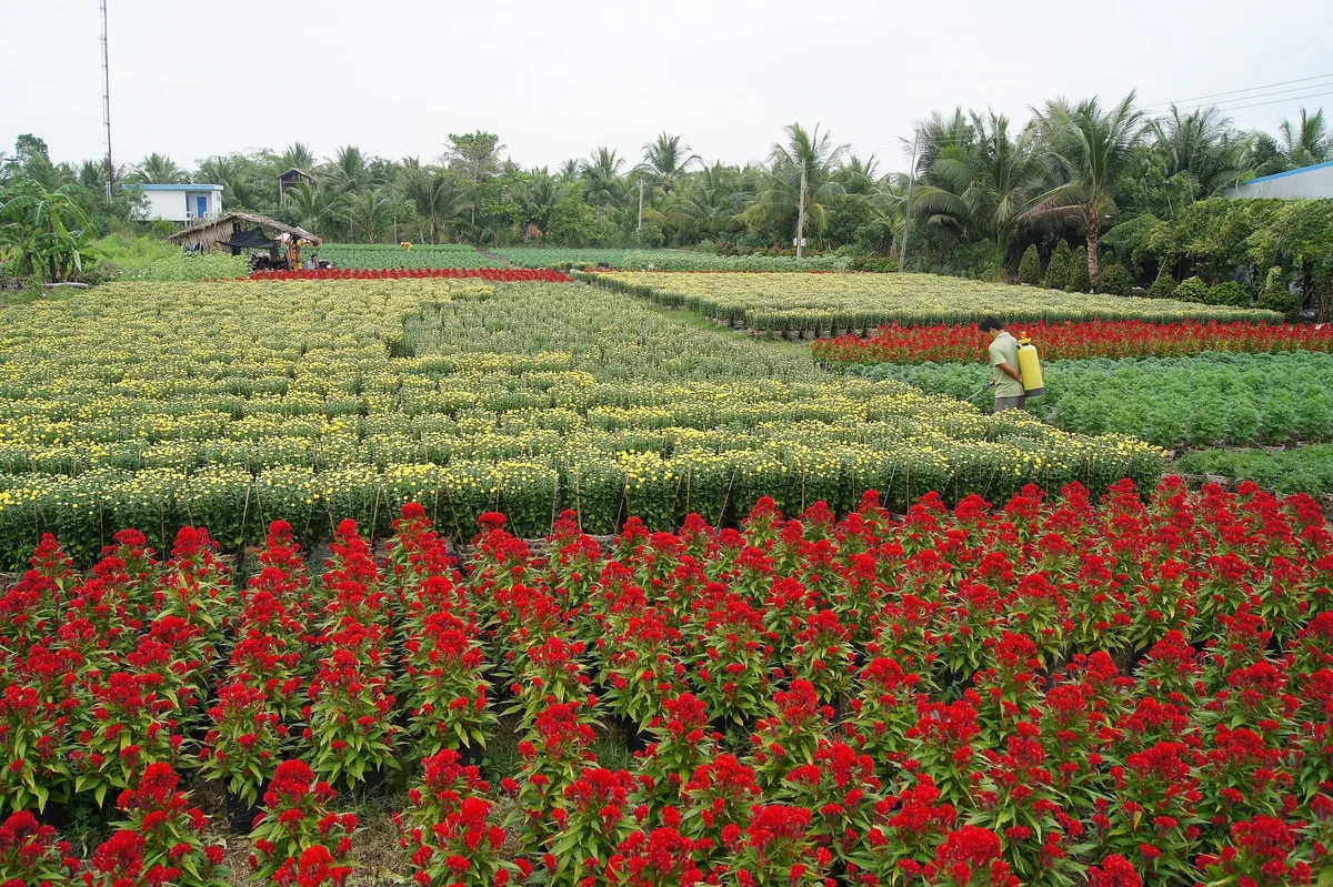 Những hàng hoa mào gà đỏ và cúc vàng trải rộng trong làng hoa ở Đồng bằng sông Cửu Long, phía sau là hàng dừa.