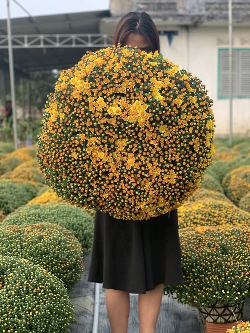 Một phụ nữ cầm chậu hoa cúc mâm xôi tròn lớn che khuất mặt tại vườn hoa ở Đồng bằng sông Cửu Long.