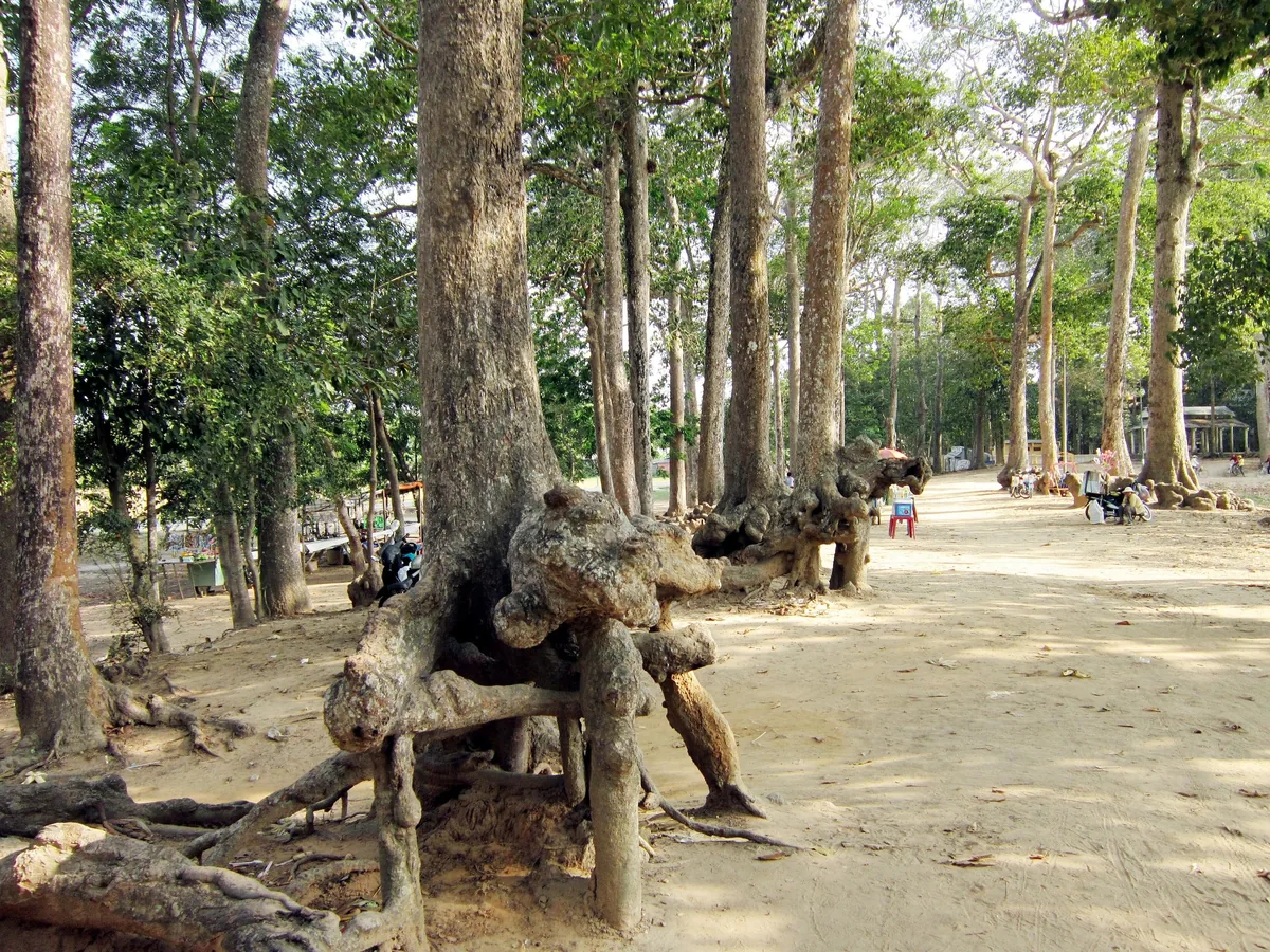Rễ cây xù xì nổi trên nền đất cát dưới bóng những hàng cây cao ở Ao Bà Om, Trà Vinh.