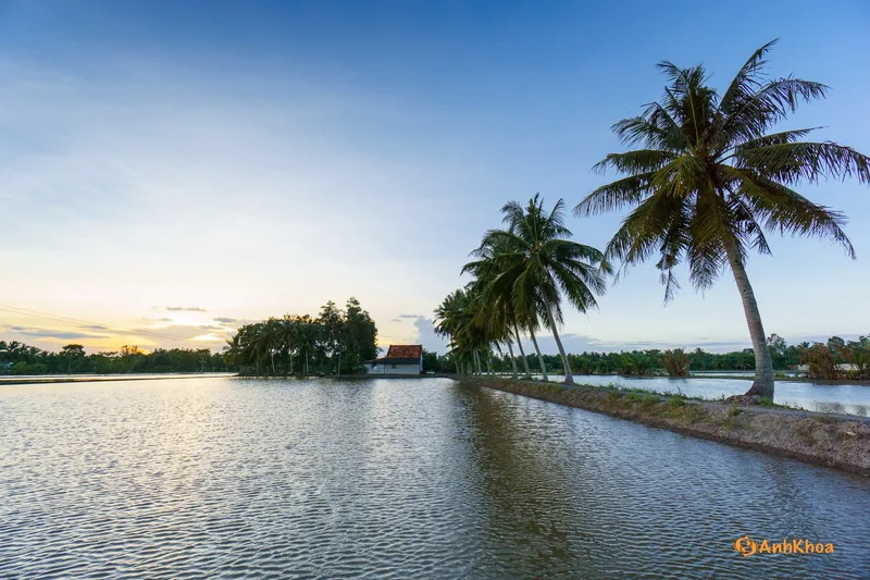 Hàng dừa ven kênh nước bên ruộng lúa ngập nước lúc hoàng hôn ở Đồng bằng sông Cửu Long.