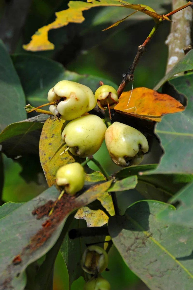 Chùm mận (rose apple) xanh nhạt trên cành lá ở Đồng bằng sông Cửu Long.